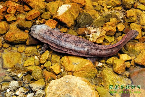 中國(guó)大鯢生物科技館